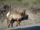 07-mei-White Tailed Deer-Yellowstone NP